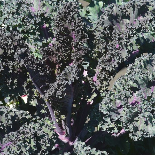 Kale Rubybor F1