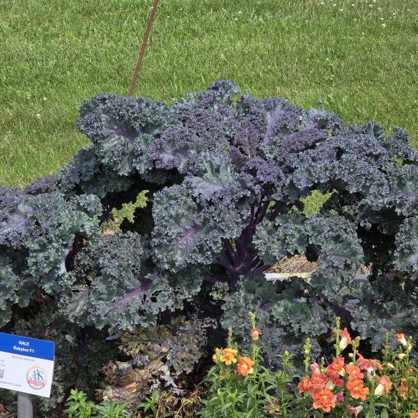 Kale Rubybor F1
