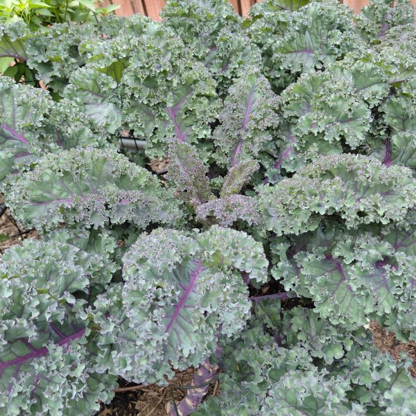 Kale Rubybor F1