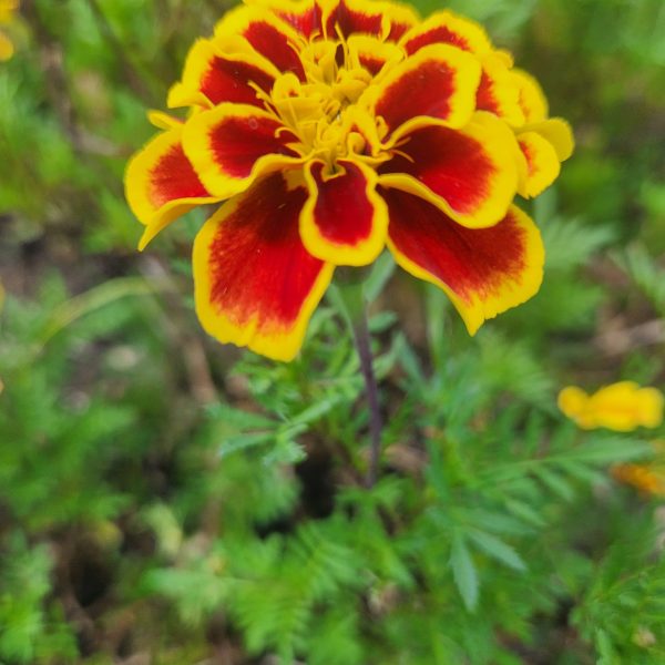 Marigold Mango Tango