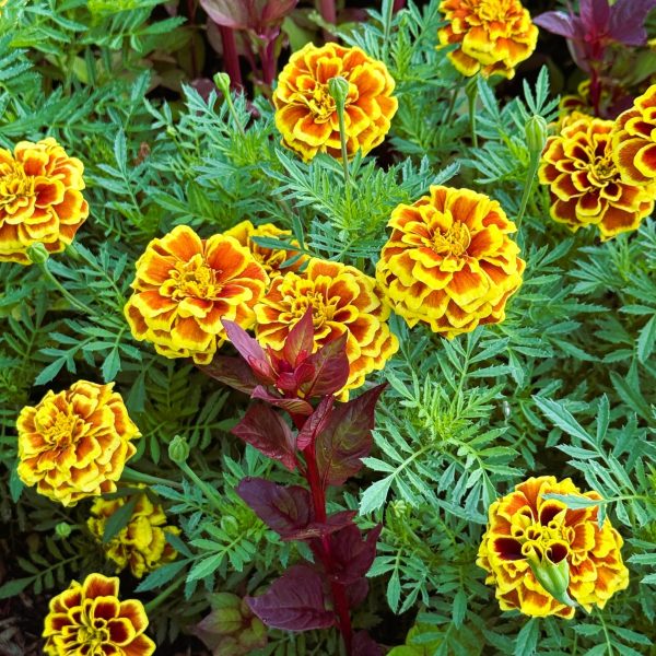 Marigold Mango Tango