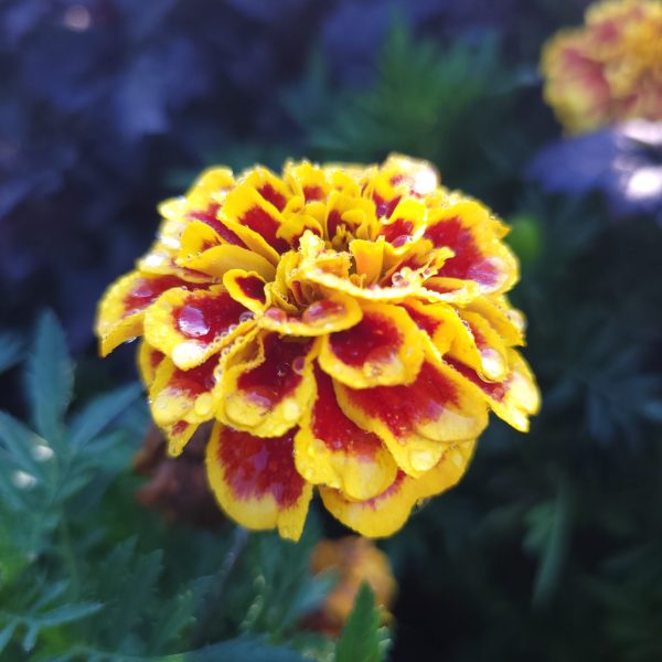 Marigold Mango Tango