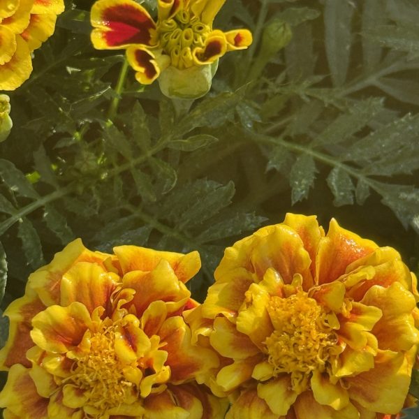 Marigold Mango Tango