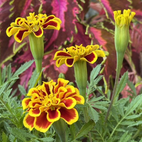 Marigold Mango Tango