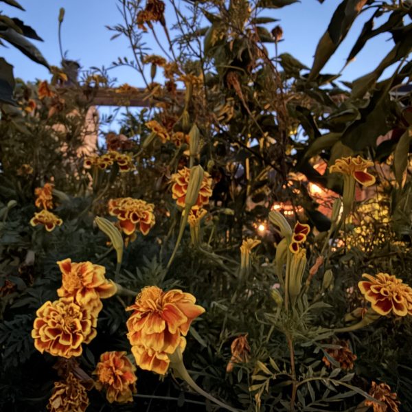 Marigold Mango Tango