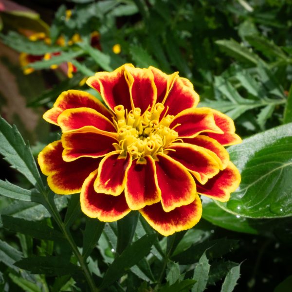 Marigold Mango Tango