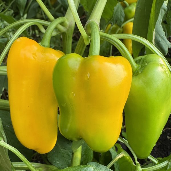 Pepper Pick-n-Pop Yellow