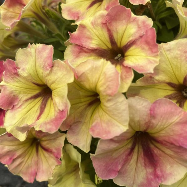 Petunia Shake™ Raspberry F1