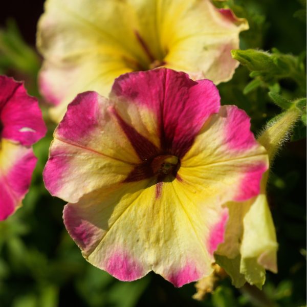 Petunia Shake™ Raspberry F1