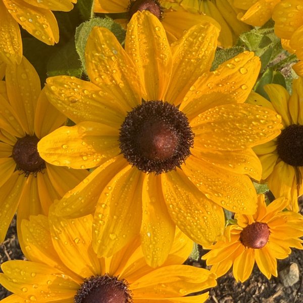 Rudbeckia Claire Orange F1