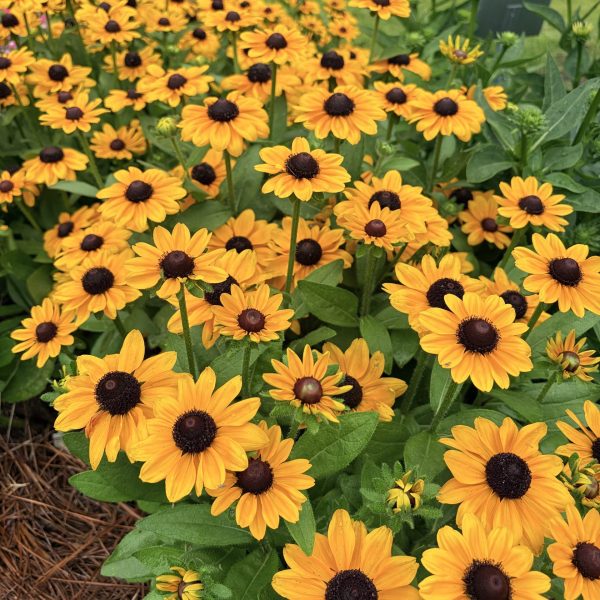 Rudbeckia Claire Orange F1