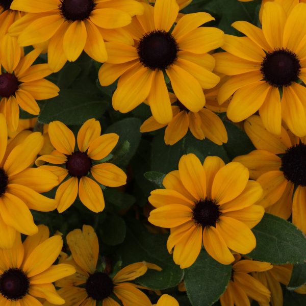 Rudbeckia Claire Orange F1