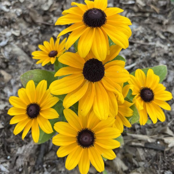 Rudbeckia Claire Orange F1