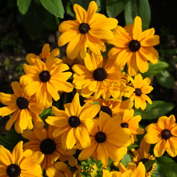 Rudbeckia Claire Orange F1