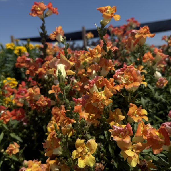 Snapdragon DoubleShot™ Orange Bicolor F1