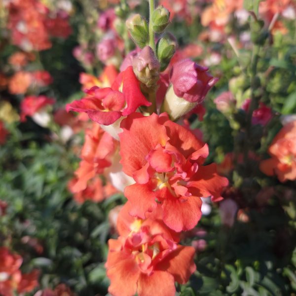 Snapdragon DoubleShot™ Orange Bicolor F1