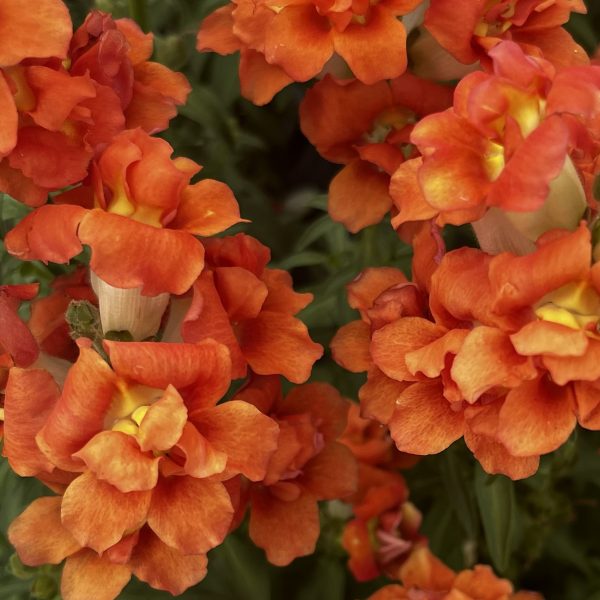 Snapdragon DoubleShot™ Orange Bicolor F1