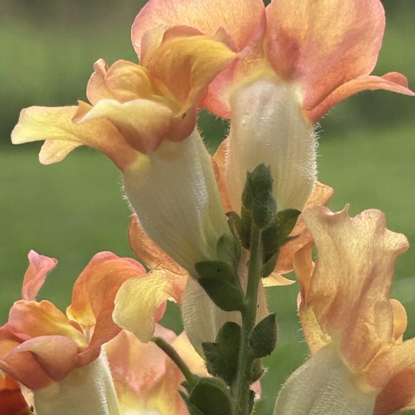 Snapdragon DoubleShot™ Orange Bicolor F1