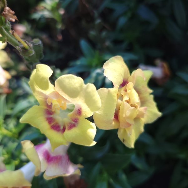 Snapdragon DoubleShot™ Yellow Red Heart F1