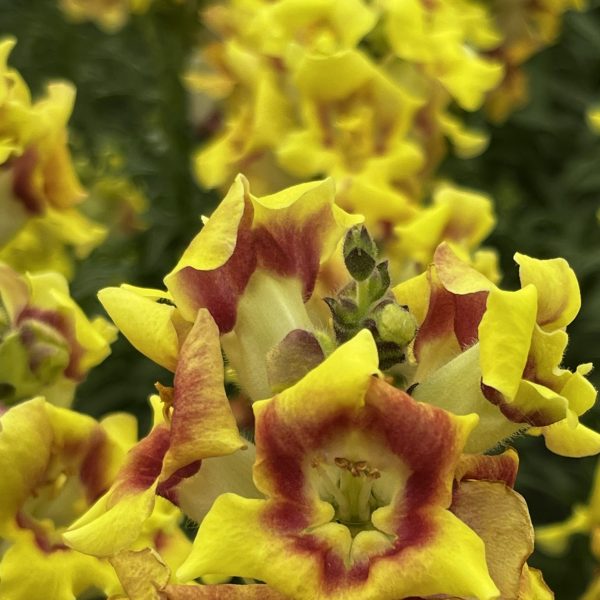 Snapdragon DoubleShot™ Yellow Red Heart F1