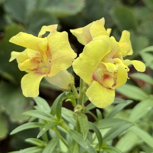 Snapdragon DoubleShot™ Yellow Red Heart F1