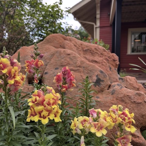 Snapdragon DoubleShot™ Yellow Red Heart F1