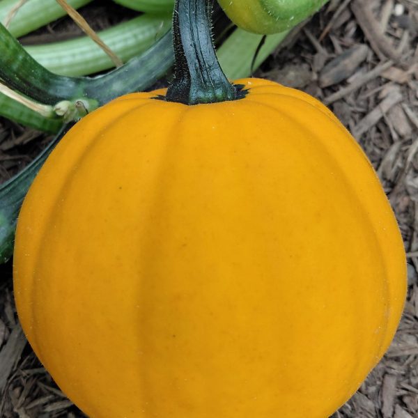 Squash Goldilocks F1