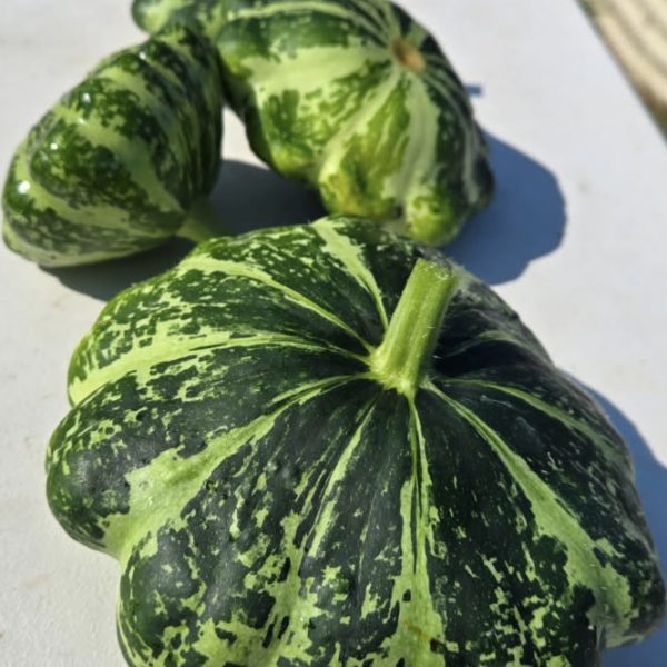 Squash Green Lightning F1