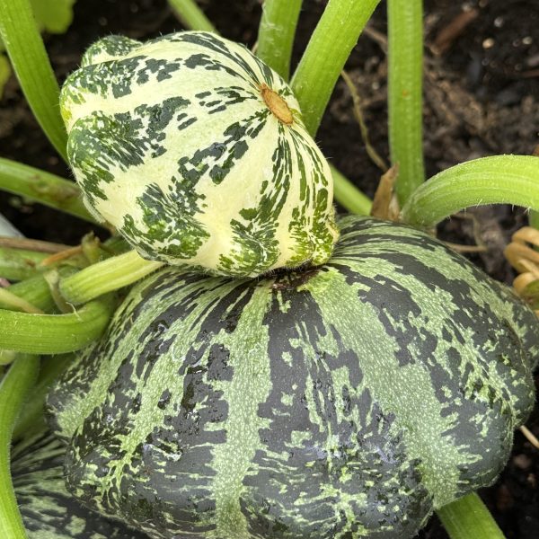 Squash Green Lightning F1