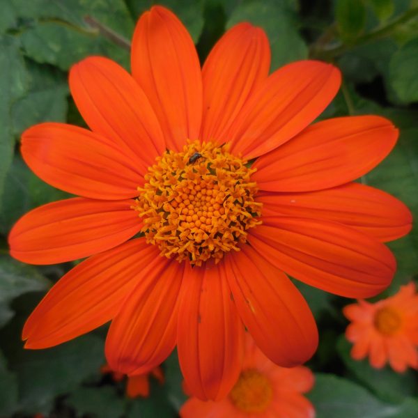 Tithonia Fiesta Del Sol