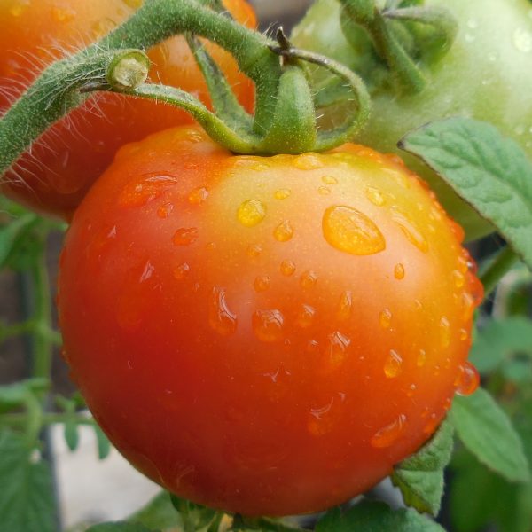 Tomato BadaBing! F1