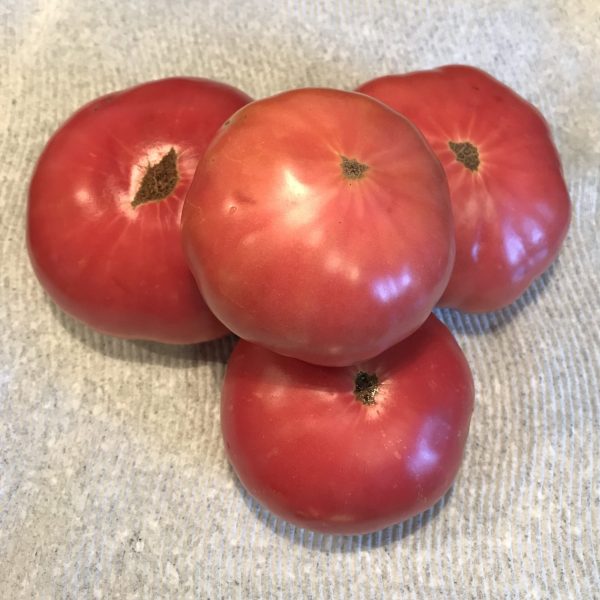 Tomato Pink Delicious