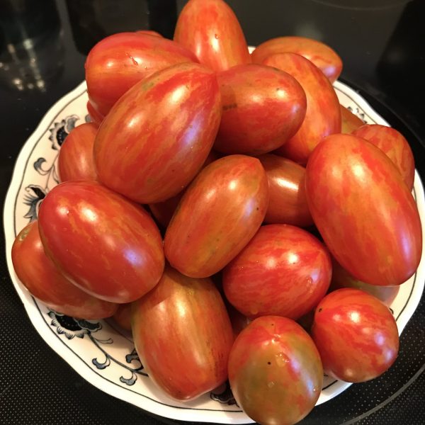 Tomato Red Torch F1
