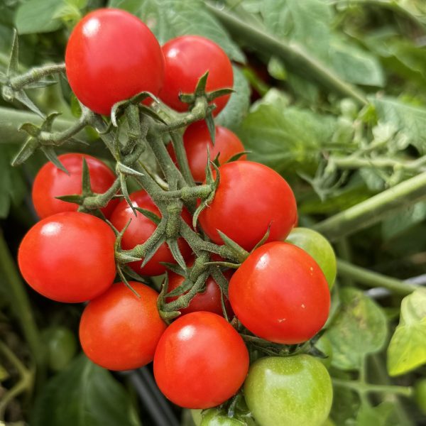 Tomato Tonatico F1