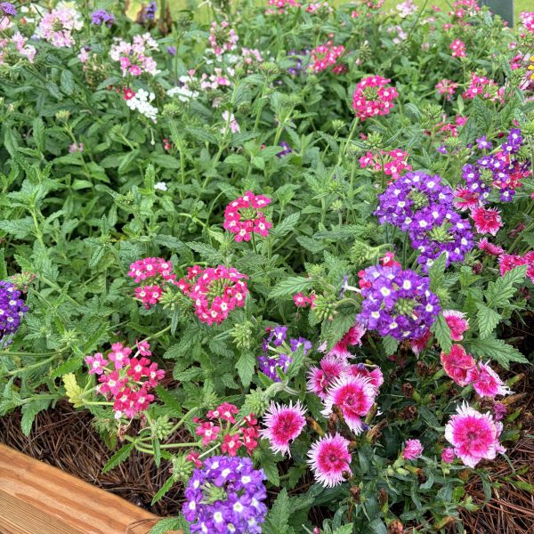 Verbena Sweetheart Kisses