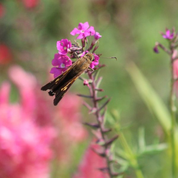 Verbena Sweetheart Kisses