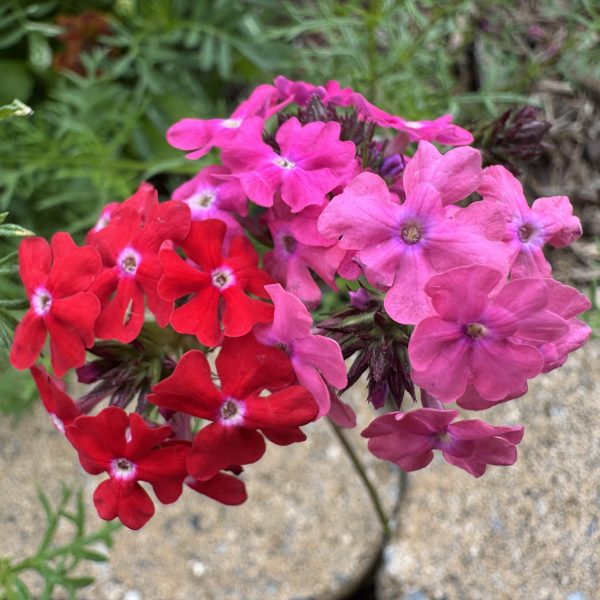 Verbena Sweetheart Kisses