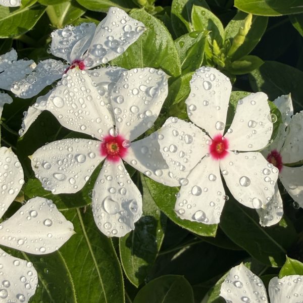 Vinca Sphere Polkadot