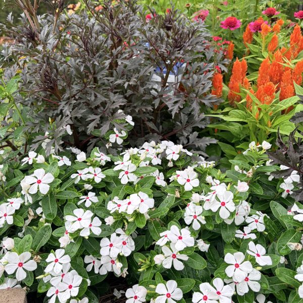 Vinca Sphere Polkadot