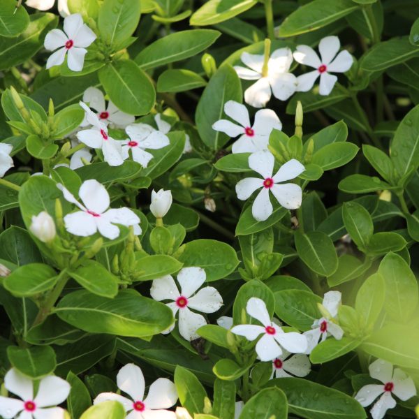 Vinca Sphere Polkadot