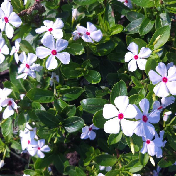 Vinca Sphere Polkadot