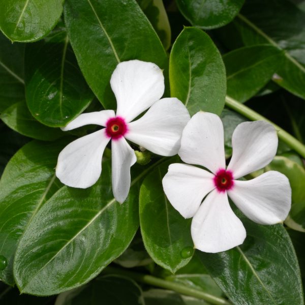 Vinca Sphere Polkadot