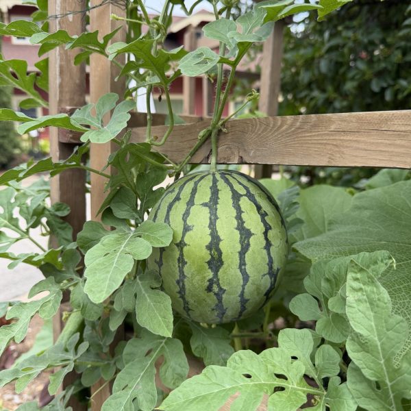Watermelon Rubyfirm