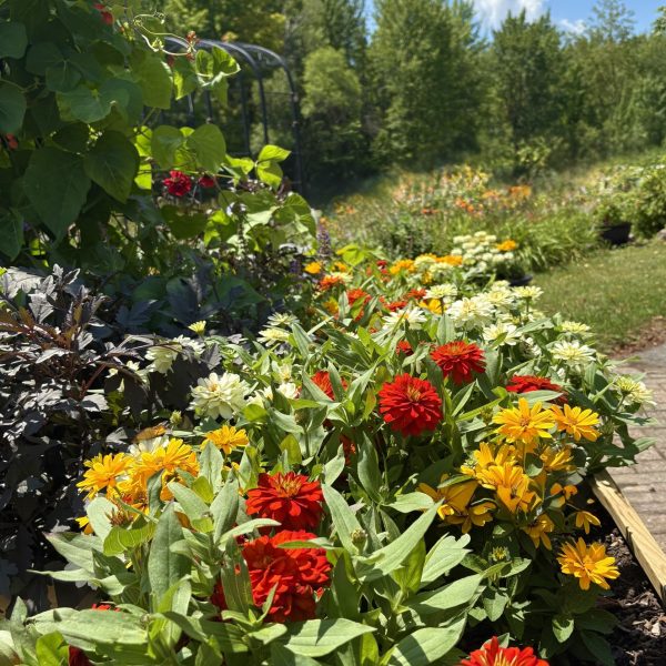 Zinnia Crestar Mix