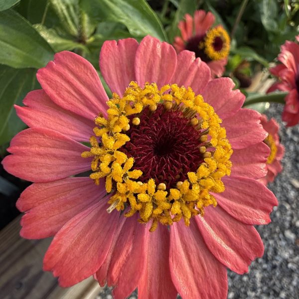 Zinnia Crestar Mix