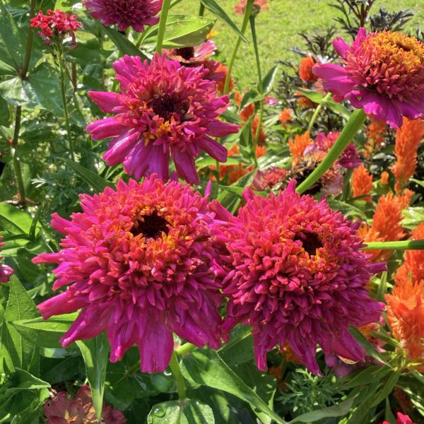 Zinnia Crestar Mix