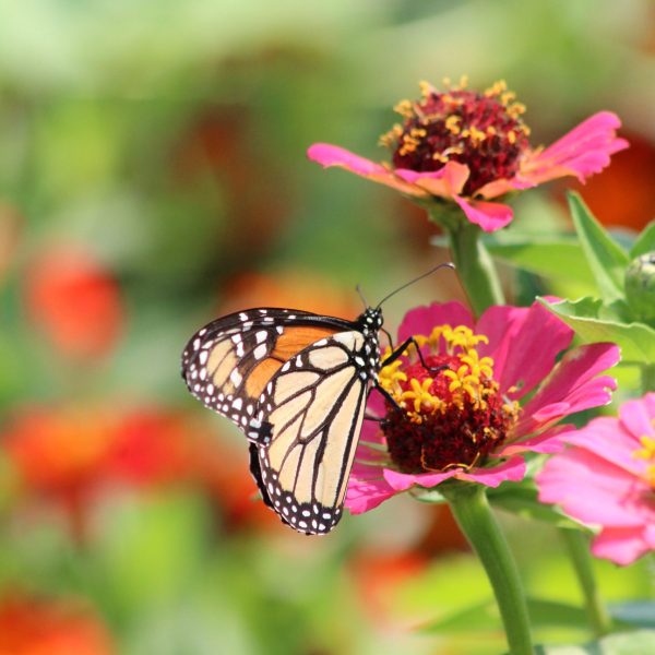 Zinnia Crestar Mix