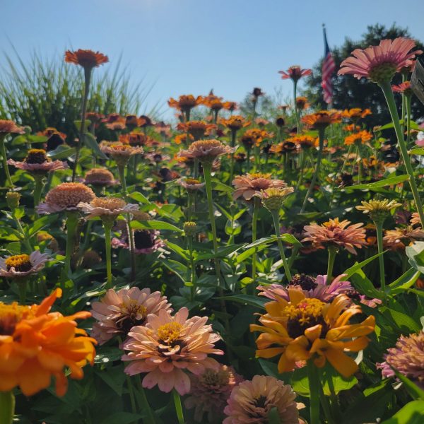 Zinnia Crestar Mix