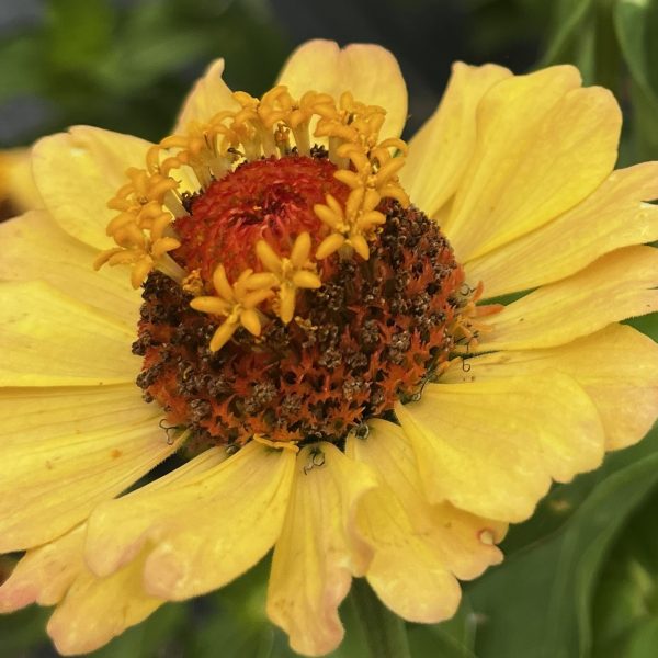 Zinnia Crestar Mix