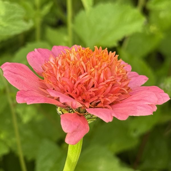 Zinnia Crestar Mix